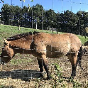Przewalski’s horse