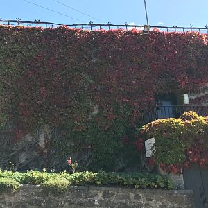 Virginia creeper on the grassland restraunt
