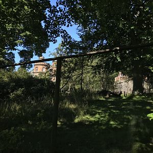 Lemur walkthrough with house in the background