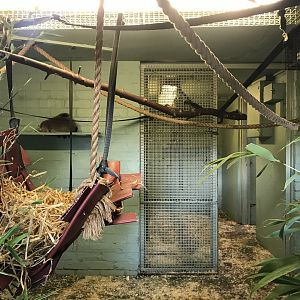 Ring tailed lemur indoors