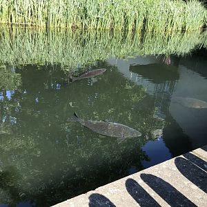 Common carp in chimpanzee most