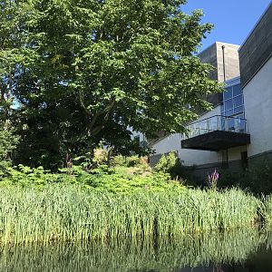 Lower area of chimpanzee enclosure