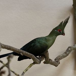 Turaco