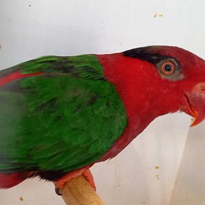 Josephine's lorikeet