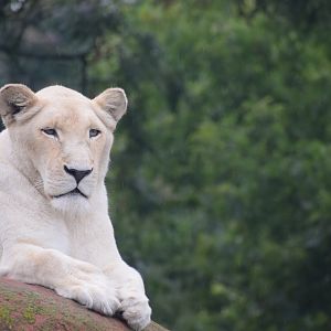 White Lioness