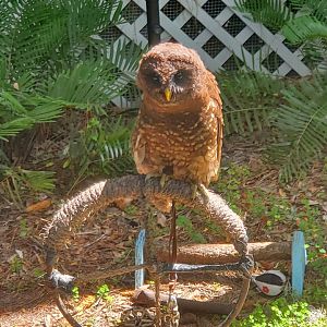 Birds Of Prey Center - Barred Owl (Melanistic)