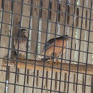 Birds Of Prey Center - Red-shouldered & Broad-winged Hawks