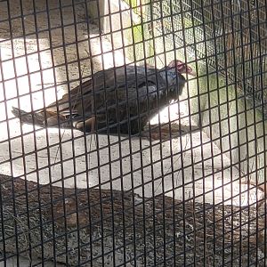 Birds Of Prey Center - Turkey Vulture