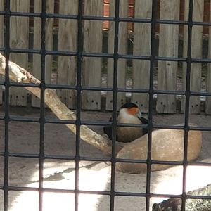 Birds Of Prey Center - Crested Caracara