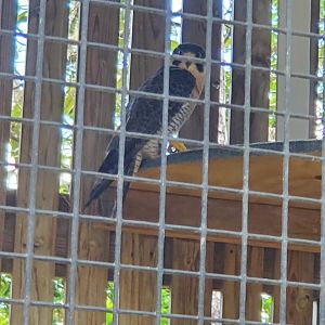 Birds Of Prey Center - Peregrine Falcon