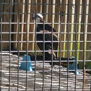Birds Of Prey Center - Osprey