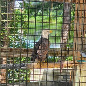 Birds Of Prey Center - Bald Eagle