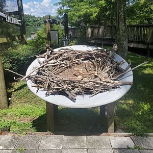 Birds Of Prey Center - Eagle nest