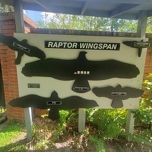 Birds Of Prey Center - Wingspans