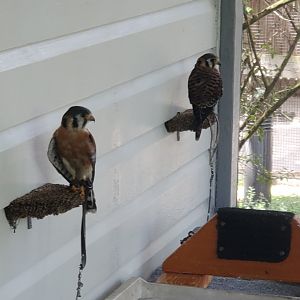 Birds Of Prey Center - American Kestrels