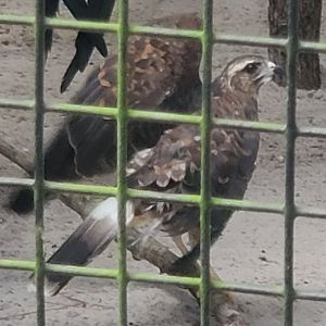 Birds Of Prey Center - Snail Kite