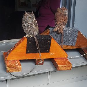 Birds Of Prey Center - Eastern Screech Owls