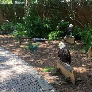 Birds Of Prey Center - Ambassador road