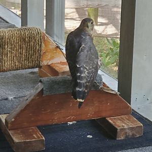 Birds Of Prey Center - Merlin Falcon