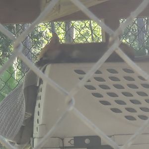 Back To Nature Wildlife Refuge - Red Fox