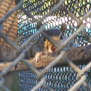 Back To Nature Wildlife Refuge - Eastern Gray Squirrel