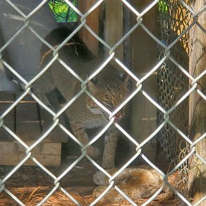 Back To Nature Wildlife Refuge - Florida Bobcat