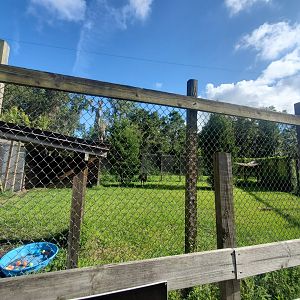 Back To Nature Wildlife Refuge - Emu pen