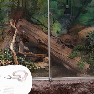 European grass snake terrarium