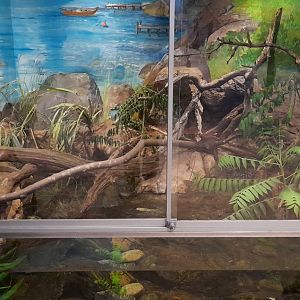 European grass snake terrarium