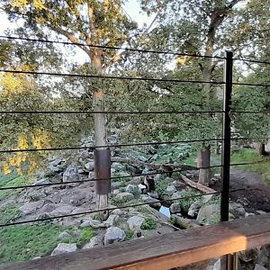 Part of Brown bear enclosure