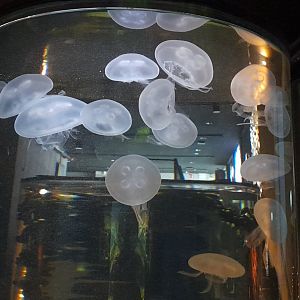 Common jellyfish (Aurelia aurita)