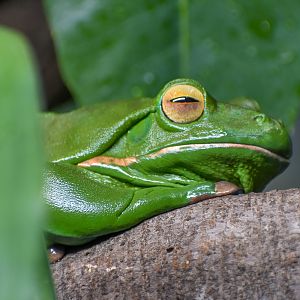 White-lipped Tree Frog