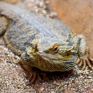 Central Bearded Dragon