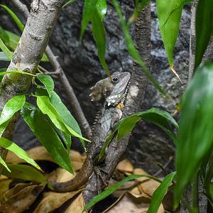 Boyd's Forest Dragon