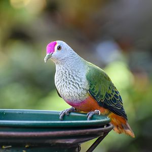 Rose-crowned Fruit-Dove