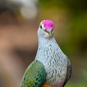 Rose-crowned Fruit-Dove