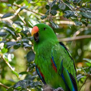 Eclectus Parrot