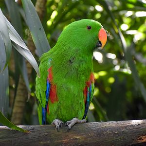 Eclectus Parrot