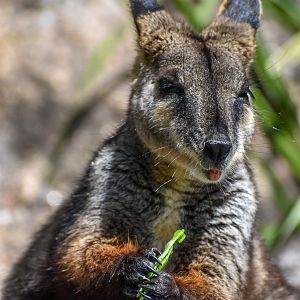 Brush-tailed Rock-Wallaby