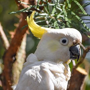 Sulphur-crested Cockatoo