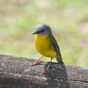 wild - Eastern Yellow Robin