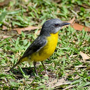wild - Eastern Yellow Robin