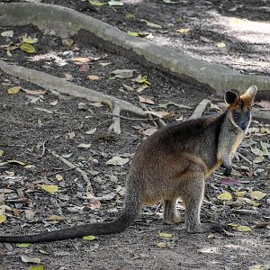 Swamp Wallaby