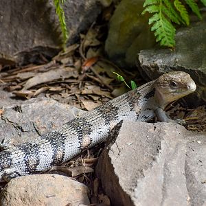 Eastern Blue-tongue