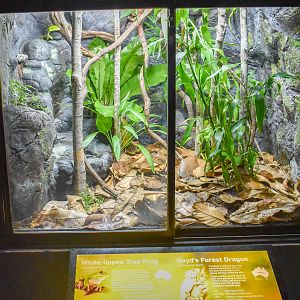 Boyd's Forest Dragon/White-lipped Tree Frog Enclosure