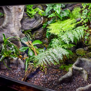 Poison Dart Frog Enclosure