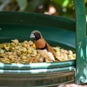Chestnut-breasted Mannikin