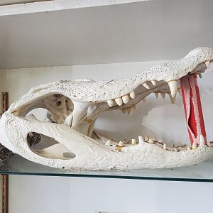 Reptile World Serpentarium - Gator skull