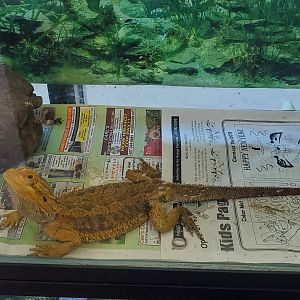 Reptile World Serpentarium - Central Bearded Dragon