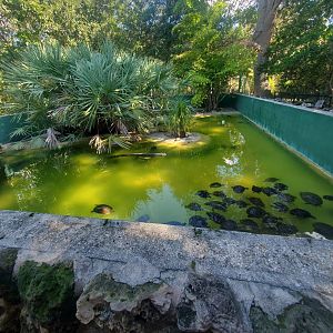Reptile World Serpentarium - Turtle pool